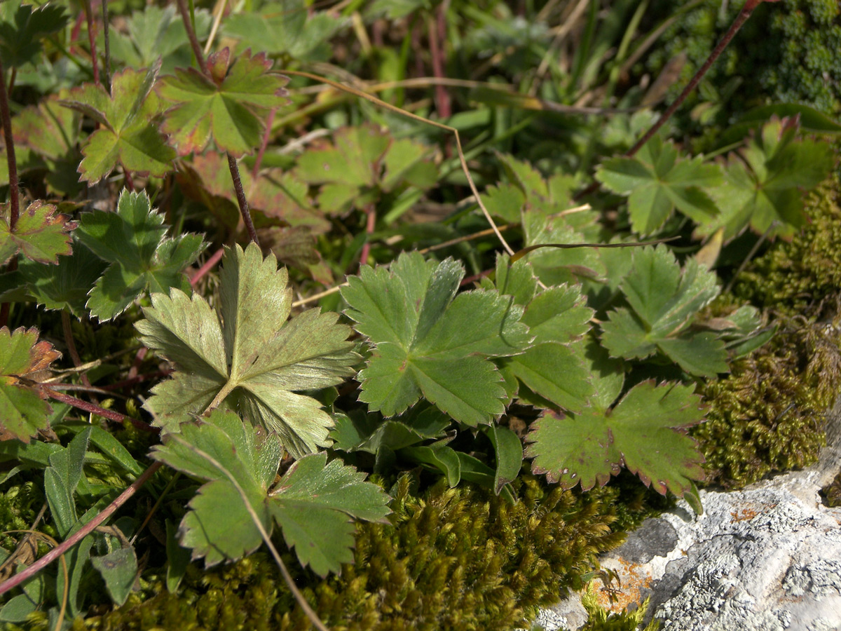 Изображение особи Alchemilla sericata.