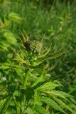 Filipendula ulmaria