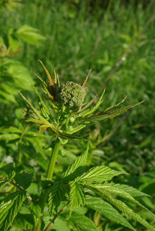 Image of Filipendula ulmaria specimen.