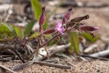 Melandrium dioicum. Соцветие. Финляндия, Северная Остроботния, окр. пос. Virpiniemi, открытый участок песка среди тростников на берегу моря. 10.09.2013.