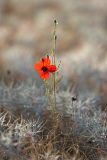 Papaver pavoninum. Цветущее и плодоносящее растение. Южный Казахстан, восточная граница пустыни Кызылкум. 07.05.2013.