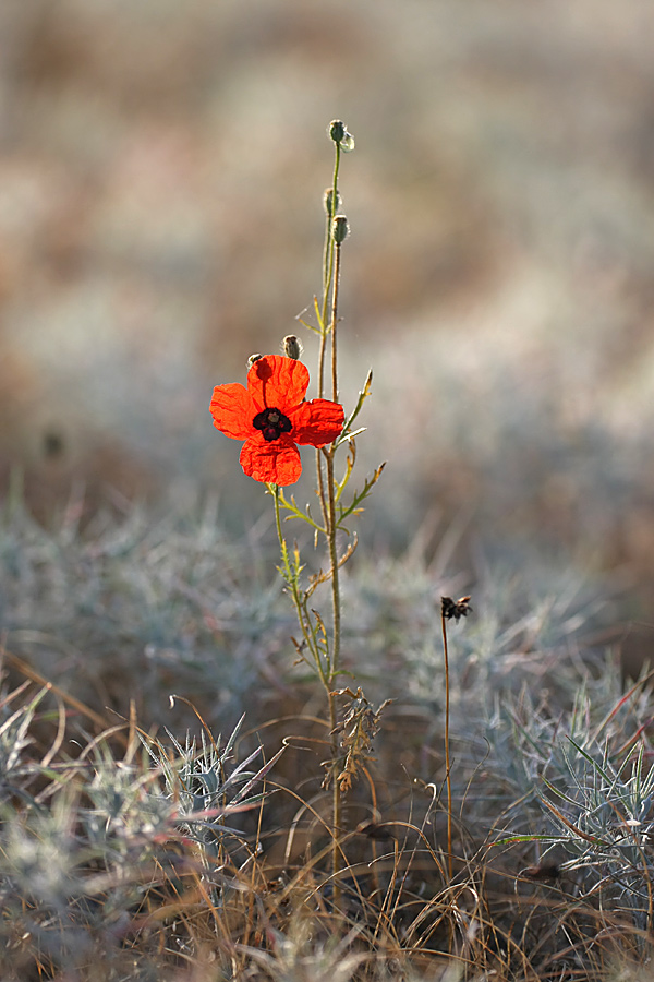 Изображение особи Papaver pavoninum.