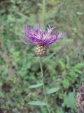 Centaurea jacea