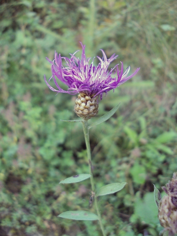 Image of Centaurea jacea specimen.