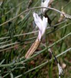 Astragalus pseudotataricus. Цветок. Ростовская обл., Персиановские степи, Аютинские склоны. 05.05.2013.