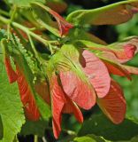 Acer tataricum