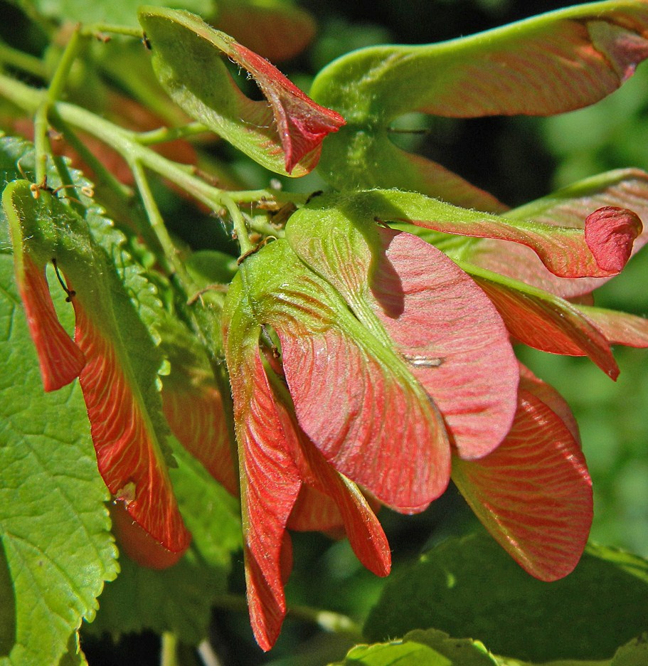 Image of Acer tataricum specimen.