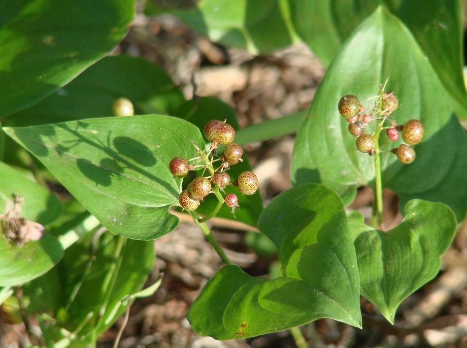 Изображение особи Maianthemum bifolium.