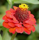 Zinnia elegans