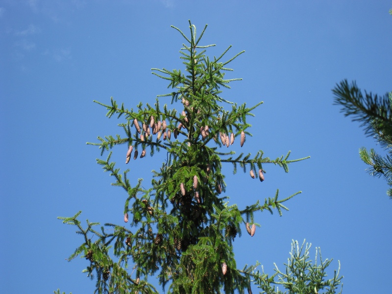 Image of Picea abies specimen.