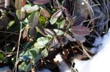 Vaccinium vitis-idaea