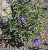 Scutellaria scordiifolia. Цветущее растение. Иркутская обл., Ольхонский р-н, степь около пос. Сахюрта. 30.07.2013.