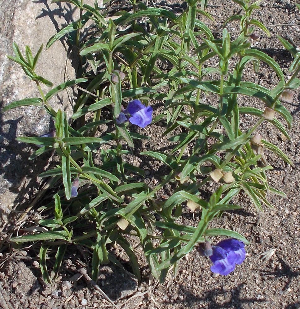 Изображение особи Scutellaria scordiifolia.