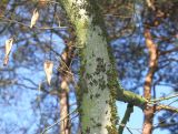 Carpinus betulus. Поросшая мхом средняя часть ствола молодого деревца. Германия, г. Bad Lippspringe, Kurwald. 31.01.2014.