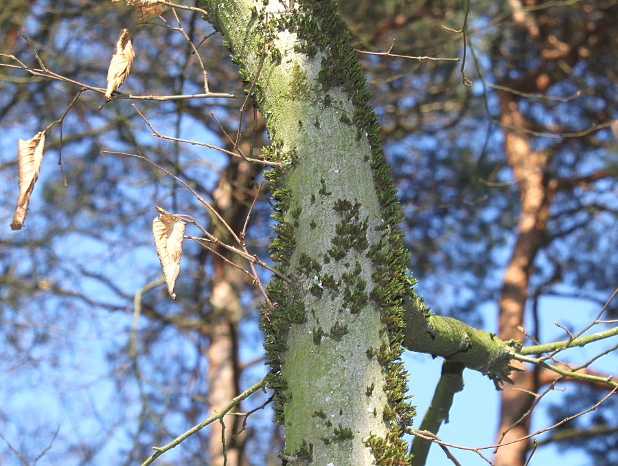 Image of Carpinus betulus specimen.