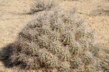 Echinocereus mojavensis. Вегетирующее растение. США, Калифорния, Joshua Tree National Park. 19.02.2014.