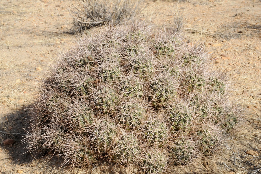 Изображение особи Echinocereus mojavensis.