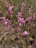 Daphne mezereum. Цветущее растение. Беларусь, г. Гродно, лесомассив Пышки. 22.03.2014.