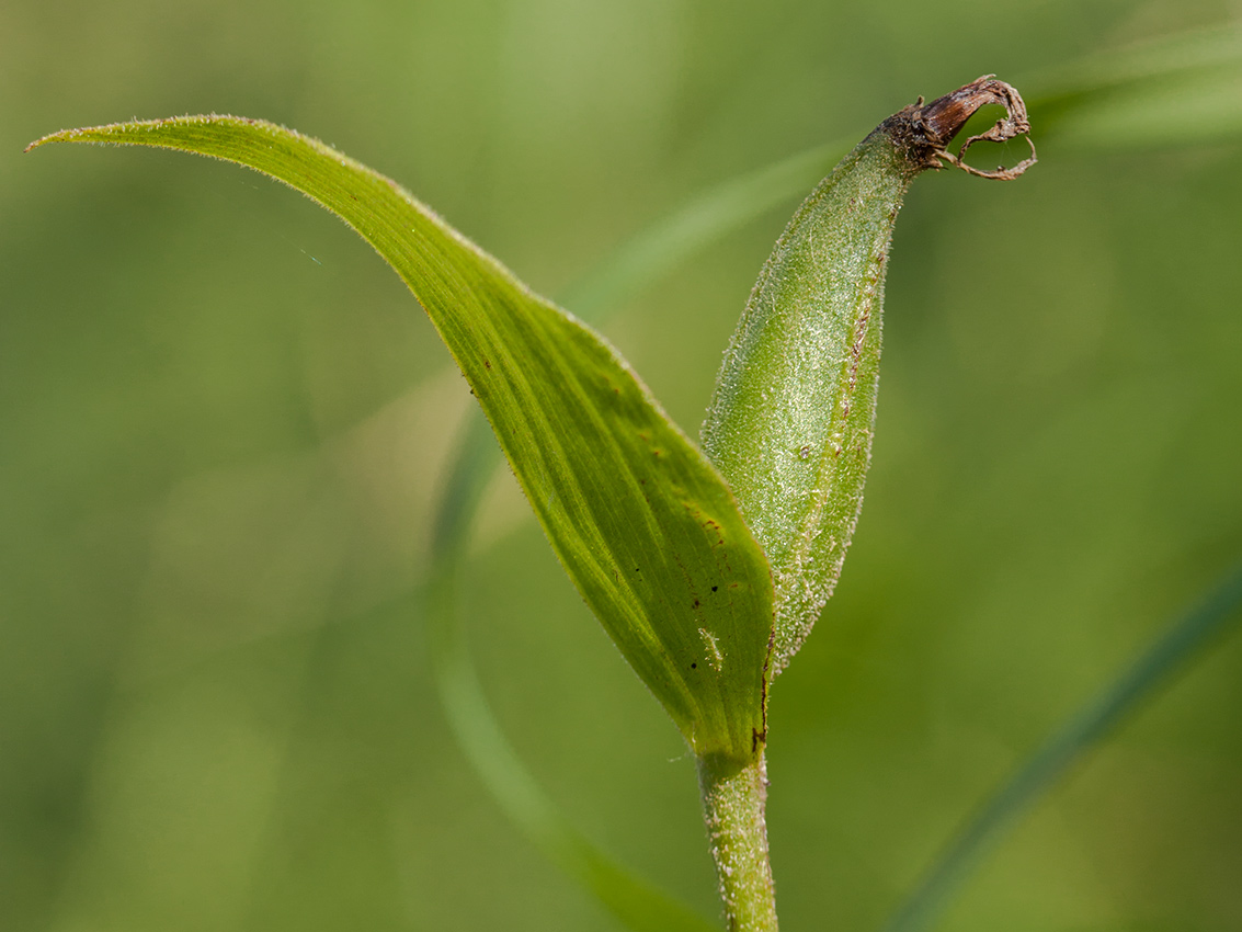 Изображение особи Cypripedium calceolus.