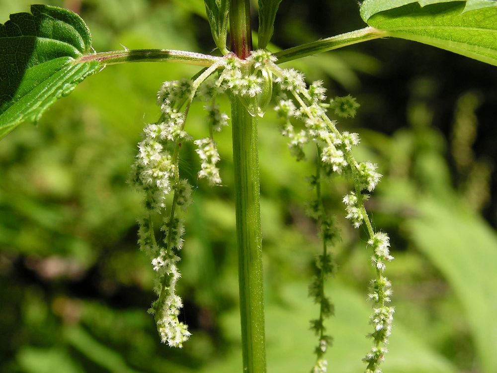 Image of Urtica angustifolia specimen.