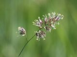 Dactylis glomerata. Соцветие. Московская обл., Истринский р-н, Павловская слобода, луг. 18.06.2008.