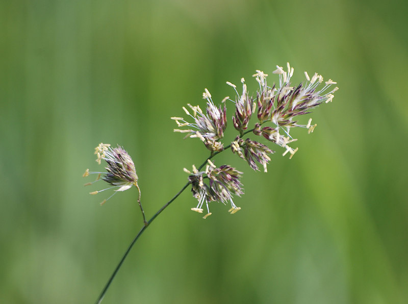 Изображение особи Dactylis glomerata.