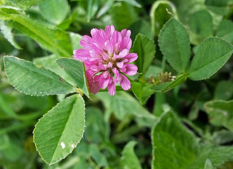 Изображение особи Trifolium resupinatum.