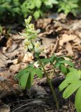 Corydalis marschalliana