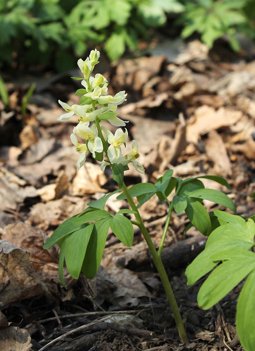 Image of Corydalis marschalliana specimen.