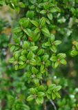 Buxus colchica. Верхушка ветви с формирующимися плодами. Краснодарский край, Апшеронский р-н, окр. пос. Мезмай, Гуамское ущелье. 01.05.2014.