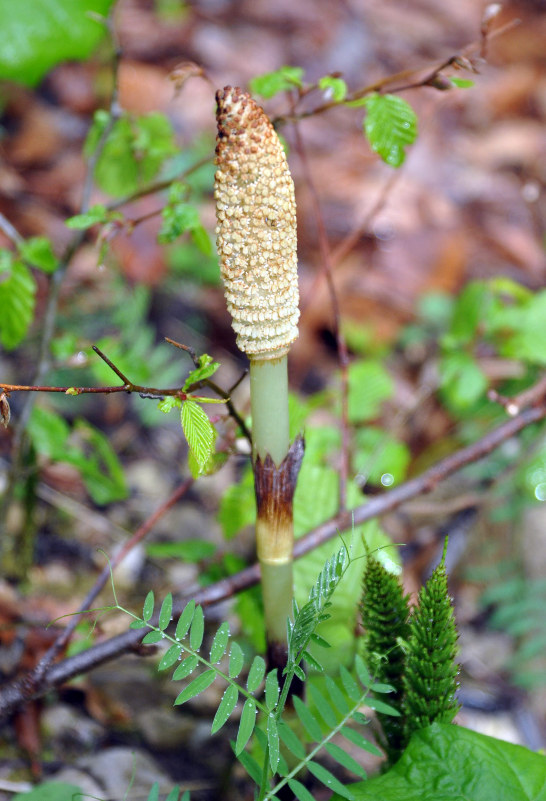 Изображение особи Equisetum telmateia.