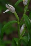 Cephalanthera damasonium. Часть побега с цветком и верхними листьями. Молдова, Оргеевский р-н, окр. с. Ватич, грабовый лес. 27.05.2014.