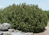 Pinus mugo. Взрослое растение в генеративной стадии развития. Германия, г. Дюссельдорф, Ботанический сад университета. 04.05.2014.