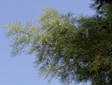 Hesperocyparis macnabiana. Ветвь. Германия, г. Дюссельдорф, Ботанический сад университета. 04.05.2014.