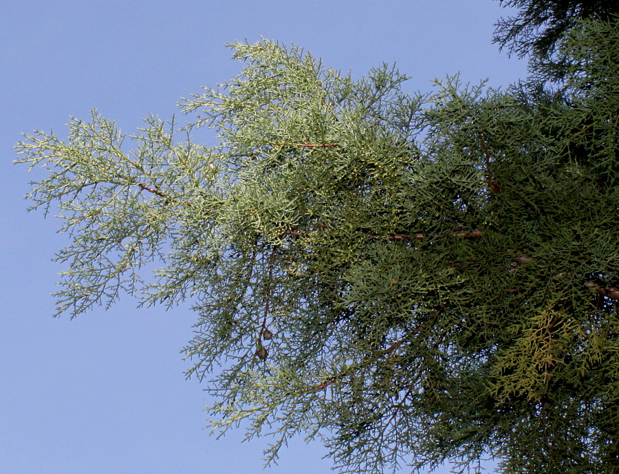 Image of Hesperocyparis macnabiana specimen.