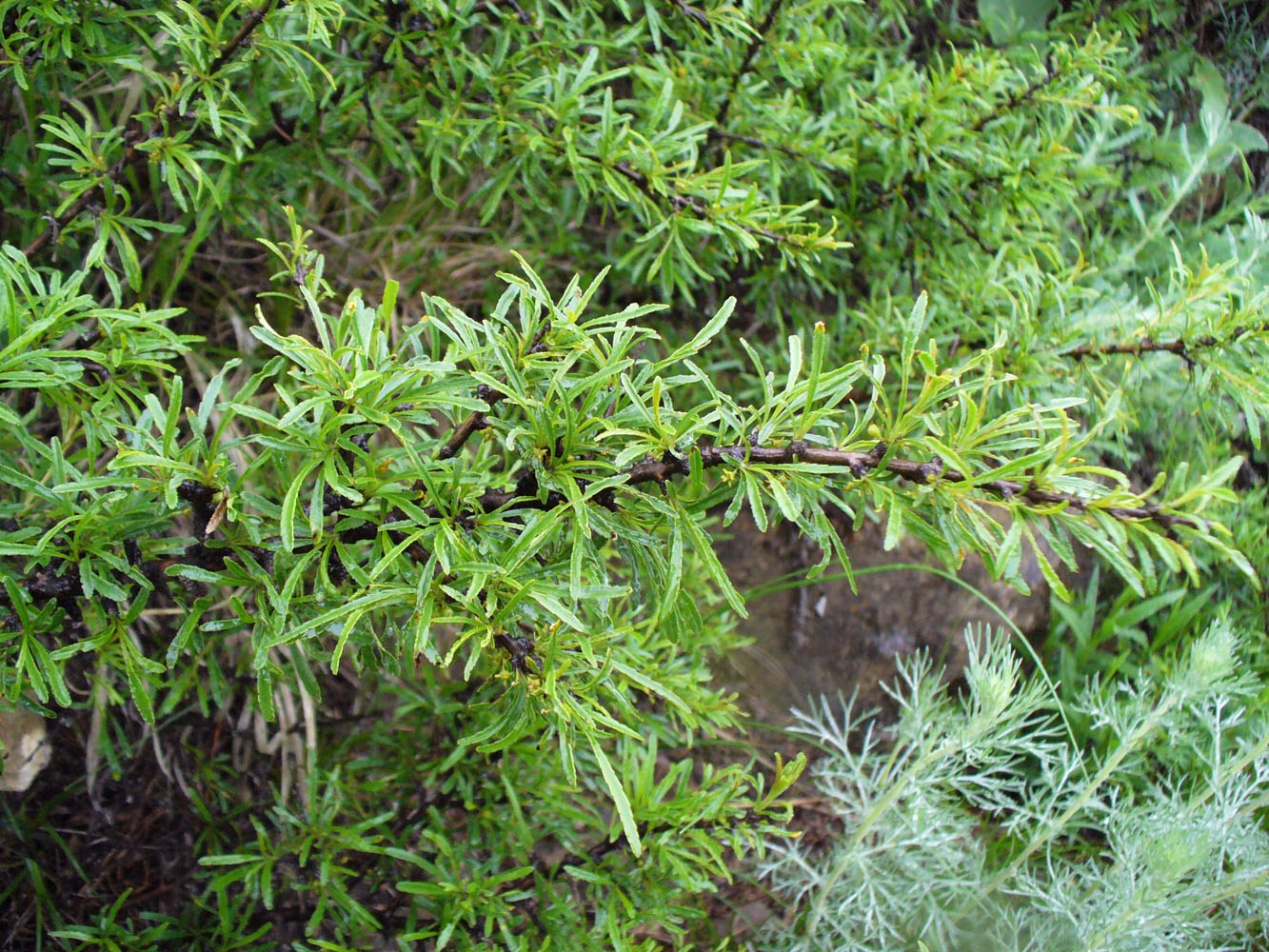 Image of Rhamnus erythroxyloides specimen.