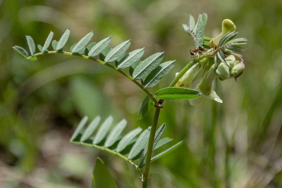 Изображение особи Vicia abbreviata.