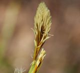 genus Carex