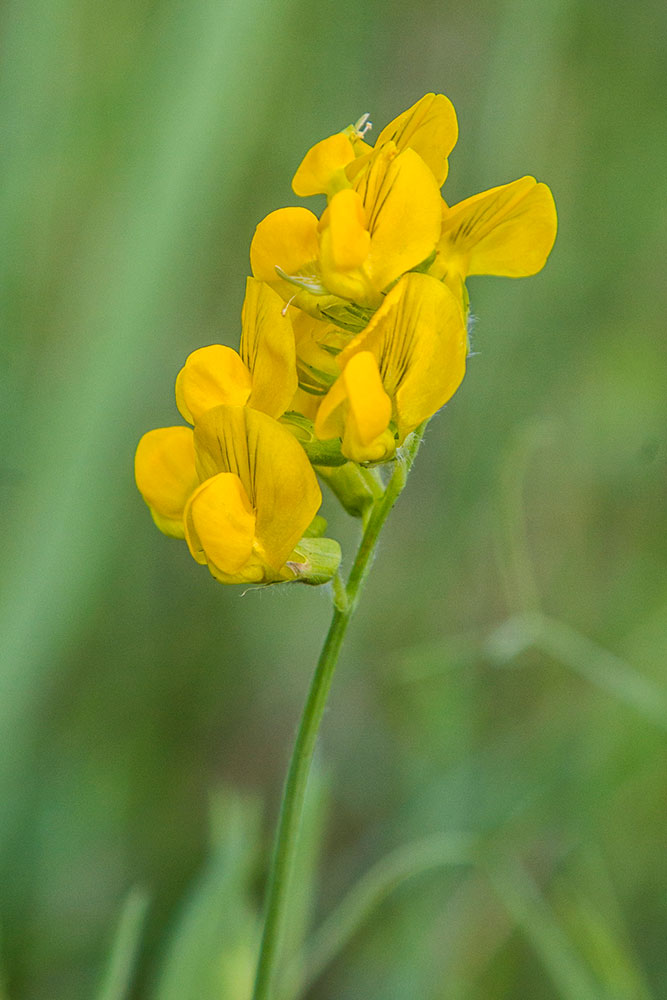 Image of Lathyrus pratensis specimen.