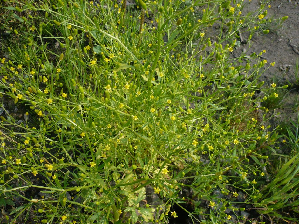 Изображение особи Ranunculus sceleratus.