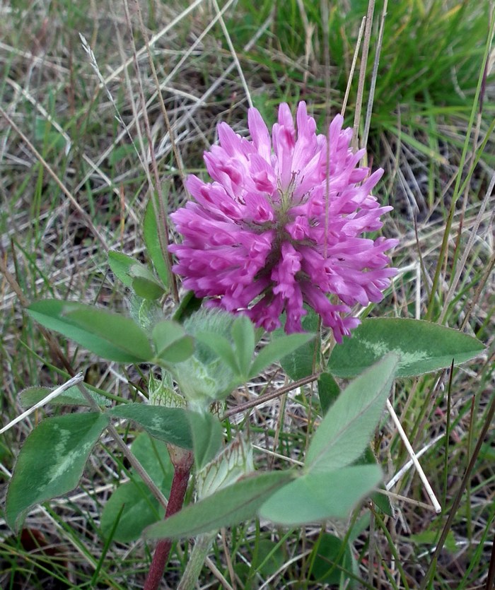 Изображение особи Trifolium pratense.