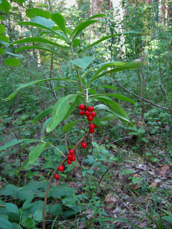 Image of Daphne mezereum specimen.