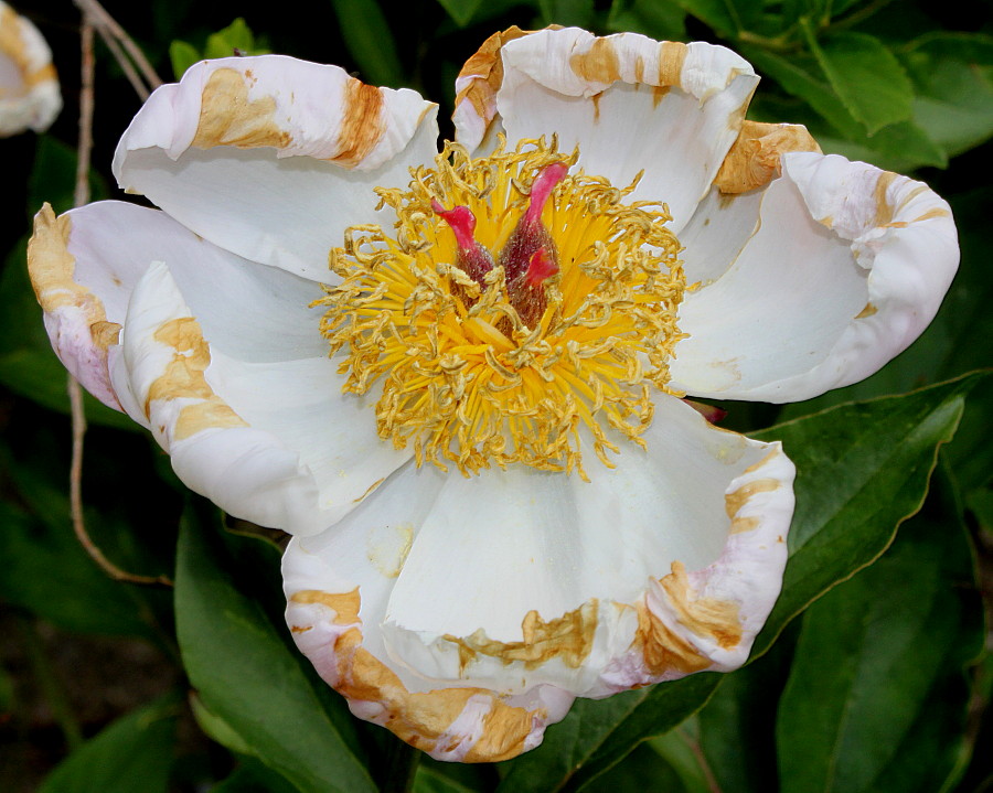 Изображение особи Paeonia lactiflora.