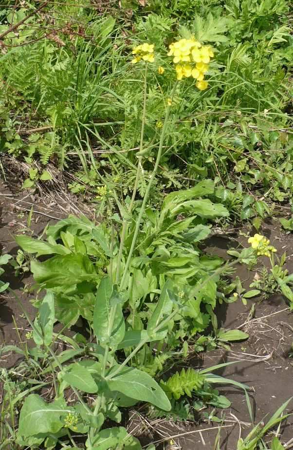 Изображение особи Brassica campestris.