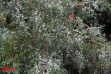 Juniperus virginiana