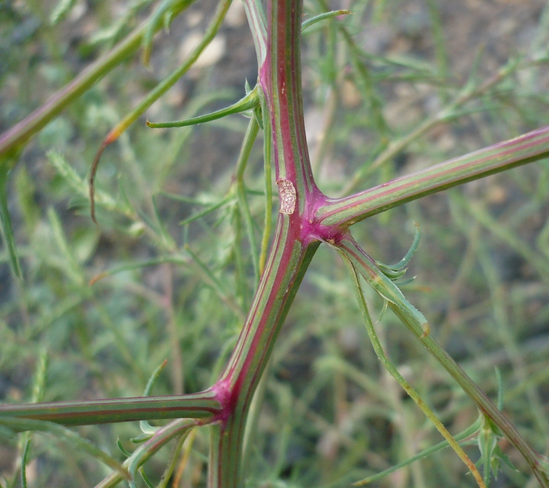 Изображение особи Salsola collina.