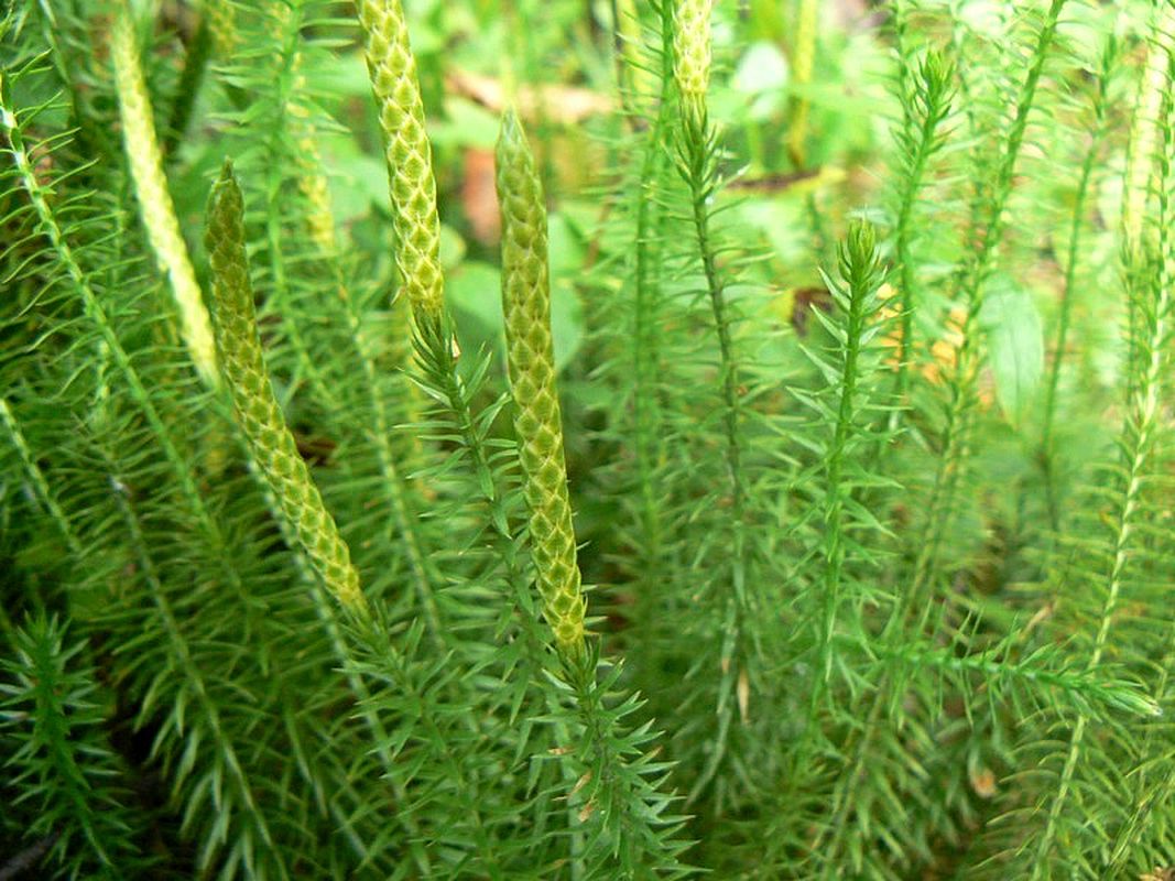 Image of Lycopodium annotinum specimen.