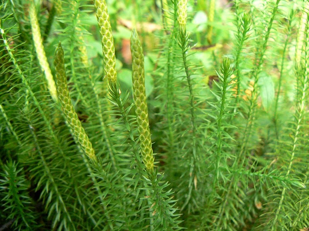 Изображение особи Lycopodium annotinum.