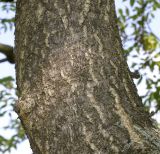 Image of taxon representative. Author is Валерий Куделя