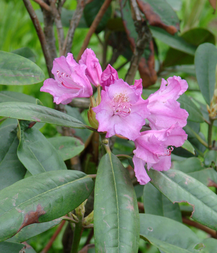Изображение особи род Rhododendron.